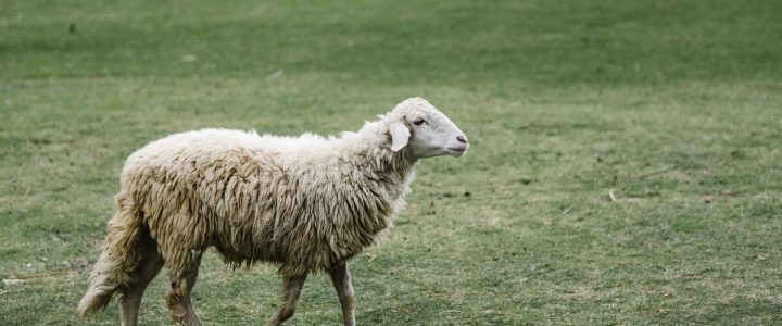 hewan aqiqah sesuai syariat dan ketentuan